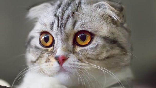 Cat picture for slide 2